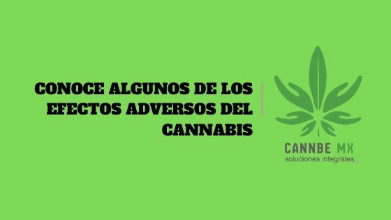 Conoce Algunos De Los Efectos Adversos Del Cannabis